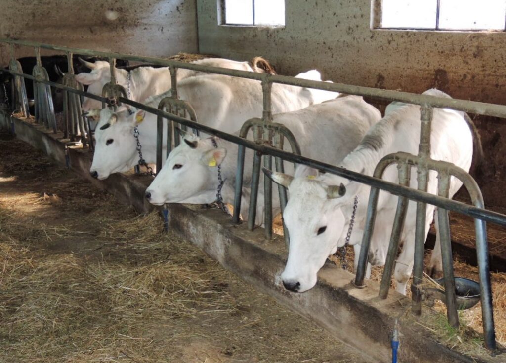 razza chianina