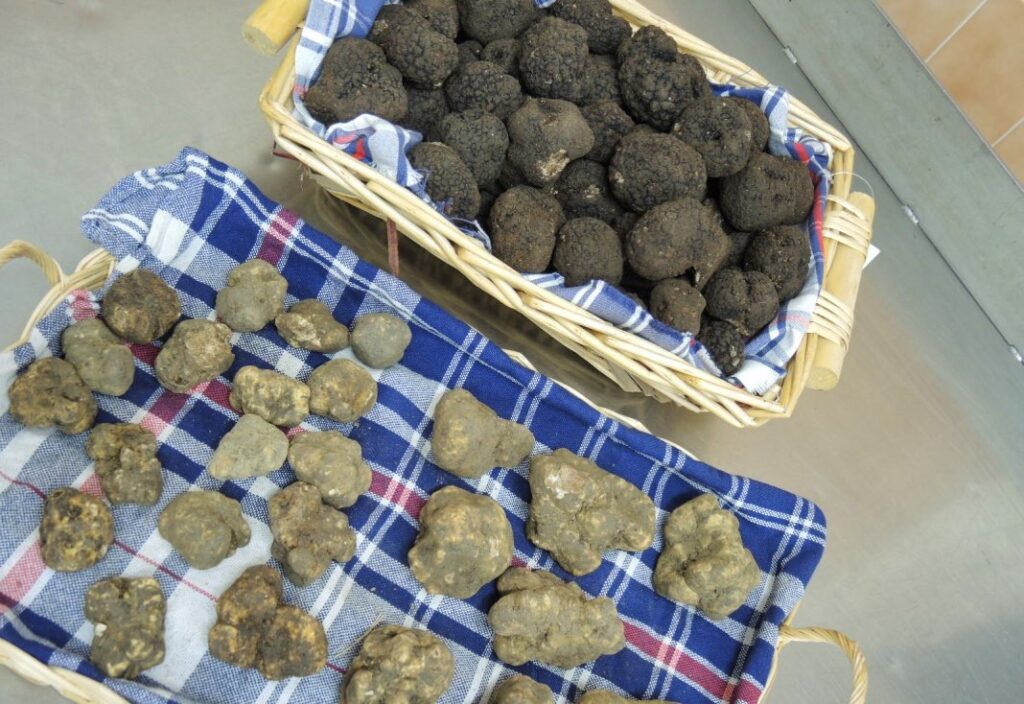 tartufo bianco e nero